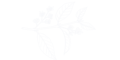 Schamanische Pflanzenheilkunst und Wegbegleitung