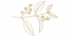 Ayahuasca gold