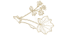 Frauenmantel gold