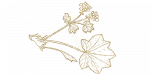 Frauenmantel gold