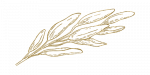Salbei gold