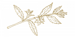 Tabak klein gold